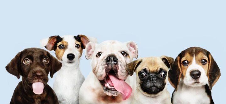 ¿Sabías que tu mascota ya puede tener CURP (RUAC)?