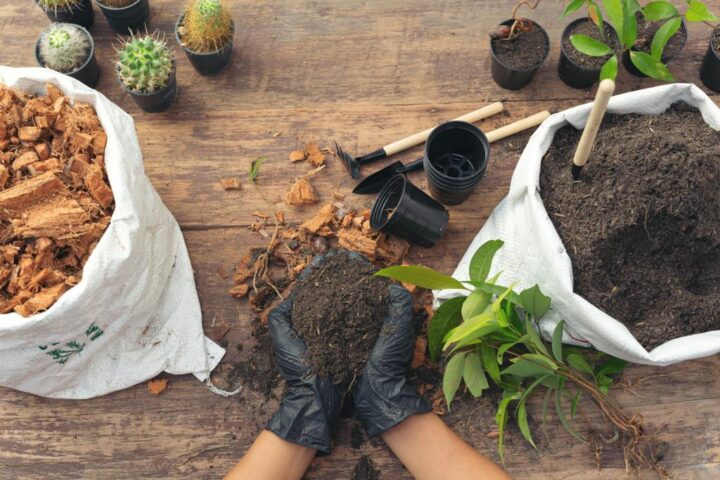 Los 5 beneficios de tener un huerto en casa
