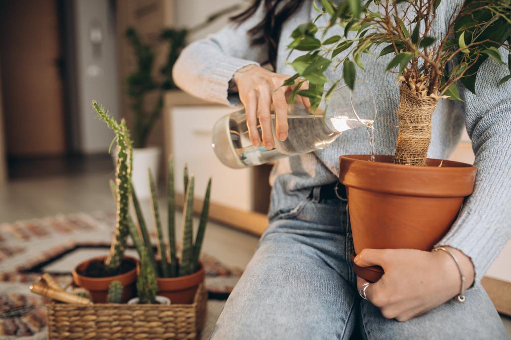Las mejores 8 plantas para tu hogar