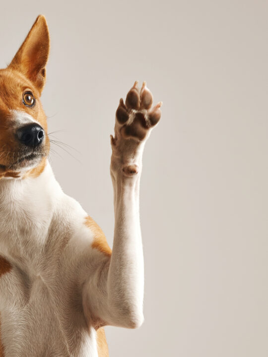 ¿Qué es la depresión post cachorro?