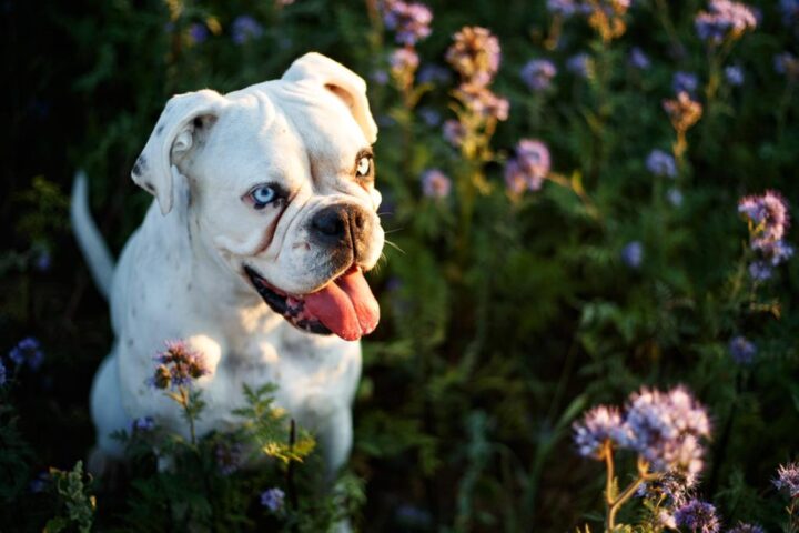 Plantas que pueden ser tóxicas para tu mascota