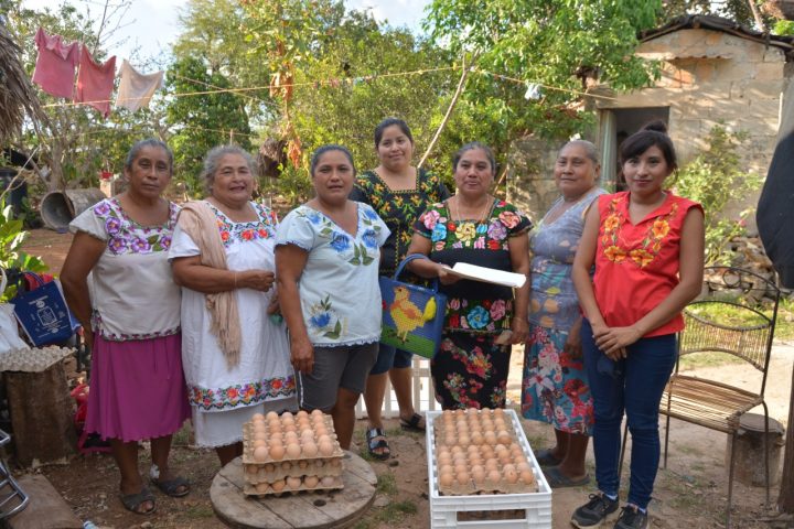 Toks reactiva programa Huevo de gallina libre de jaula
