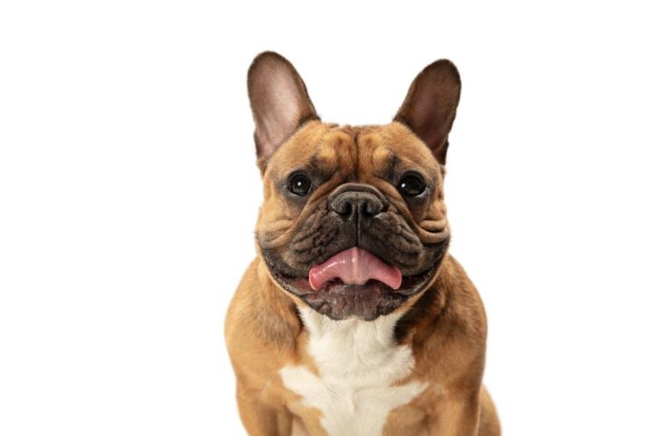 Algunos consejos que evitarán que tu mascota caiga en la obesidad