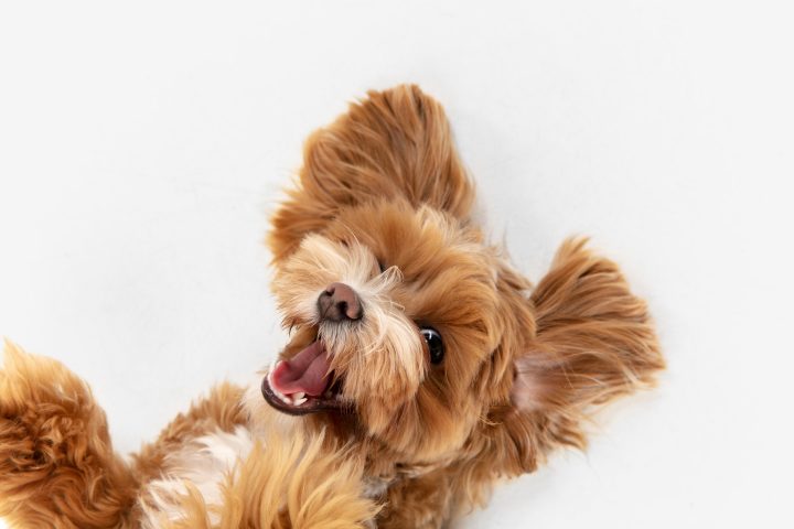 Checa a tus mascotas y evita enfermedades por bajas temperaturas