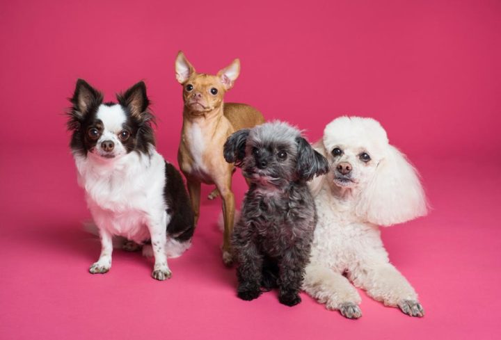 Estas son algunas señales para saber si tu mascota tiene cáncer