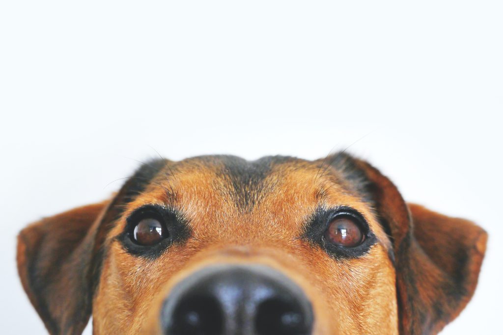 Perro feliz